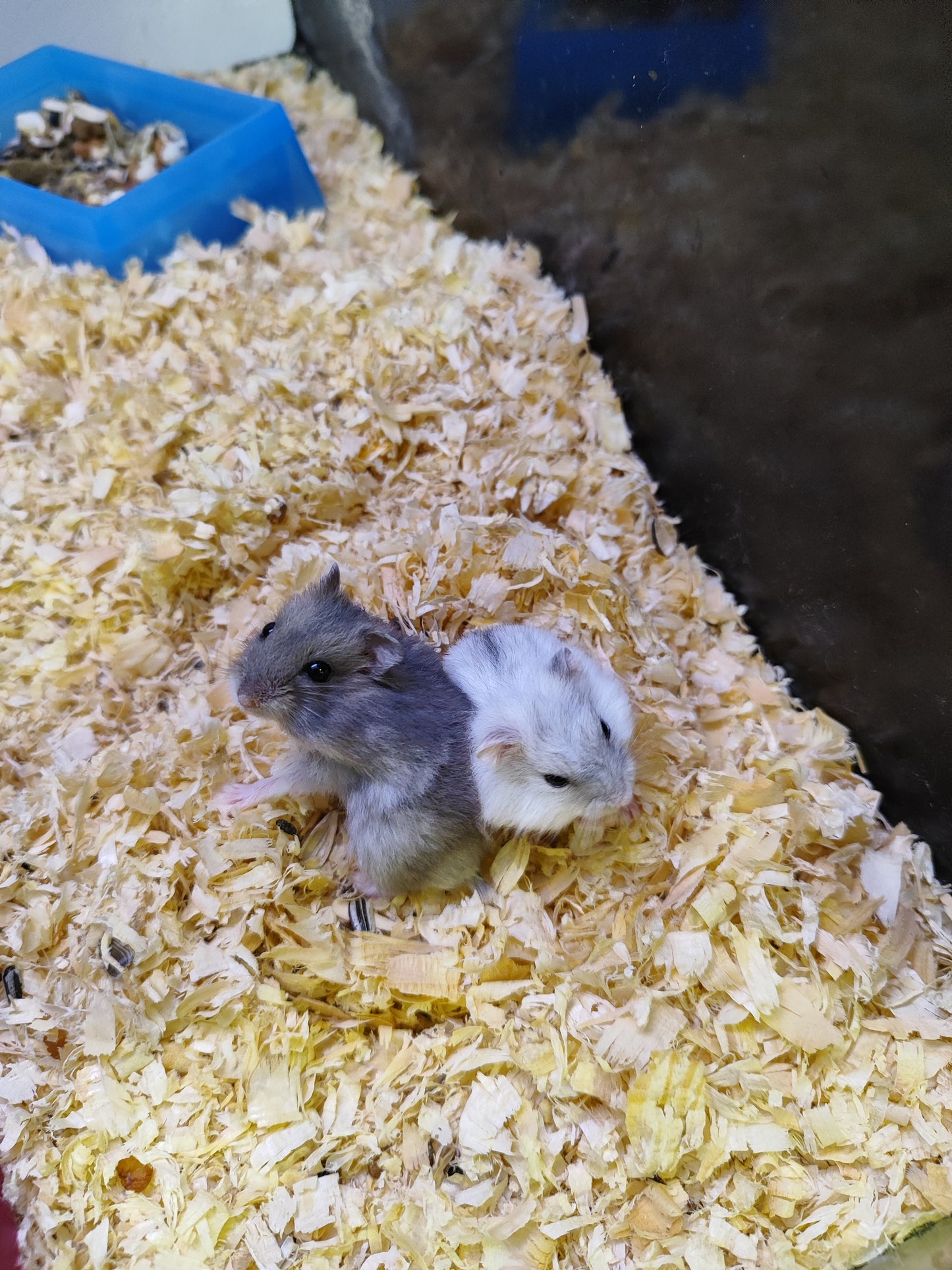 Hamster ruso